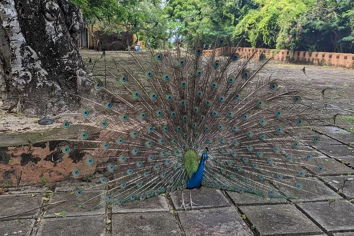 Ein Pfau, der auf einer Steinterrasse sein volles Rad schlägt.