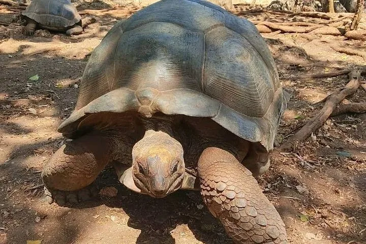Nahaufnahme einer Riesenschildkröte, die über Erdboden läuft.