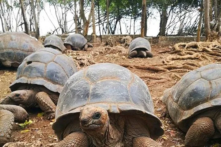 Mehrere Riesenschildkröten in einem sandigen Bereich in der Nähe von Bäumen versammelt.