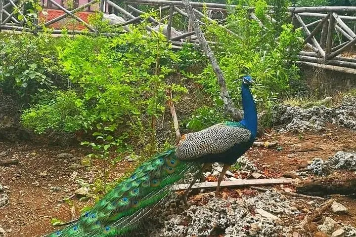 Un paon au plumage éclatant se tenant près d'une clôture en bois.